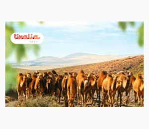 Oasis Wildlife Fuerteventura